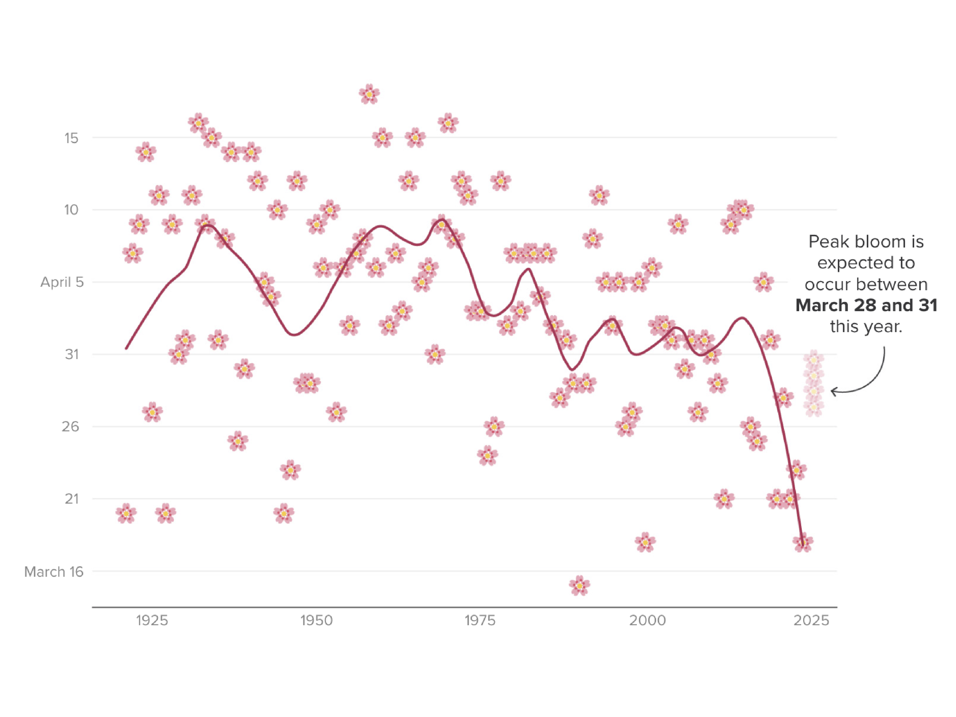 D.C. cherry blossom charts show where to see the iconic trees as they hit peak bloom